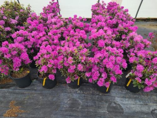 Rhododendron P.J.M.