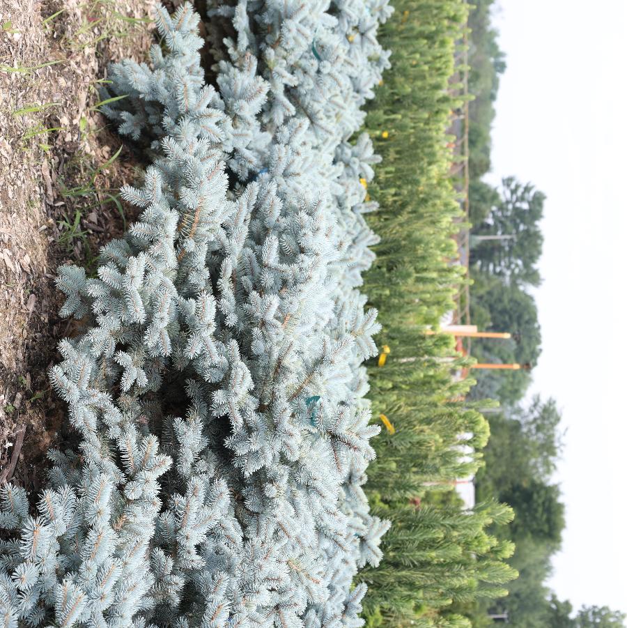 Picea pungens Moonstone&reg;