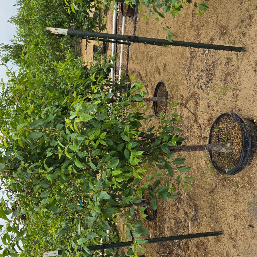 Prunus avium 'North Star'