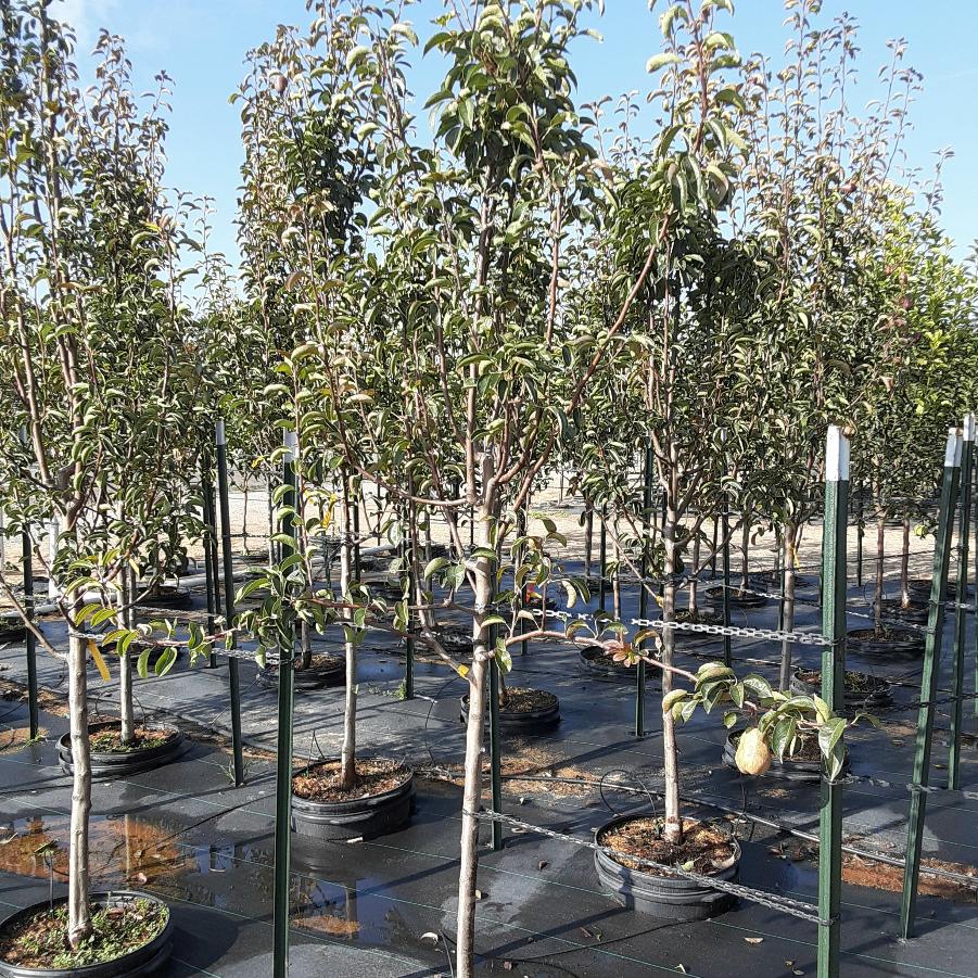 Pyrus Red Bartlett
