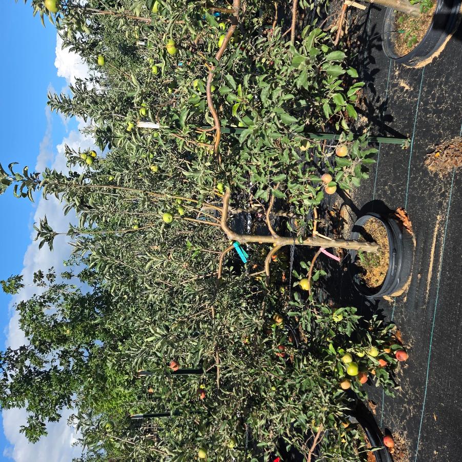 Malus domestica Espalier Apple