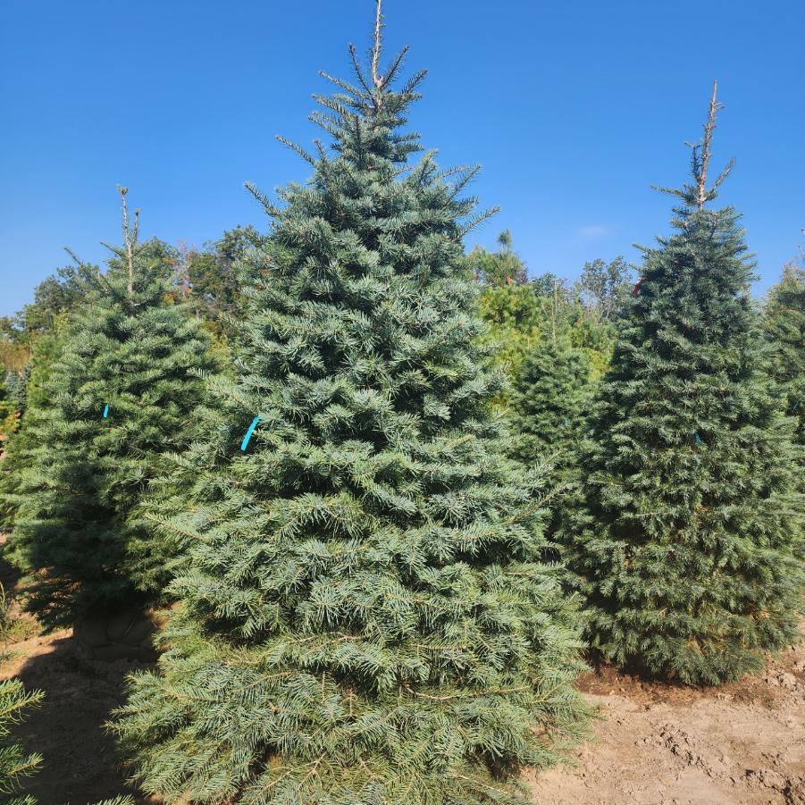 Abies concolor 