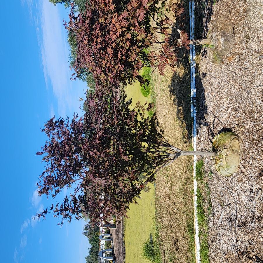 Acer palmatum Crimson Prince