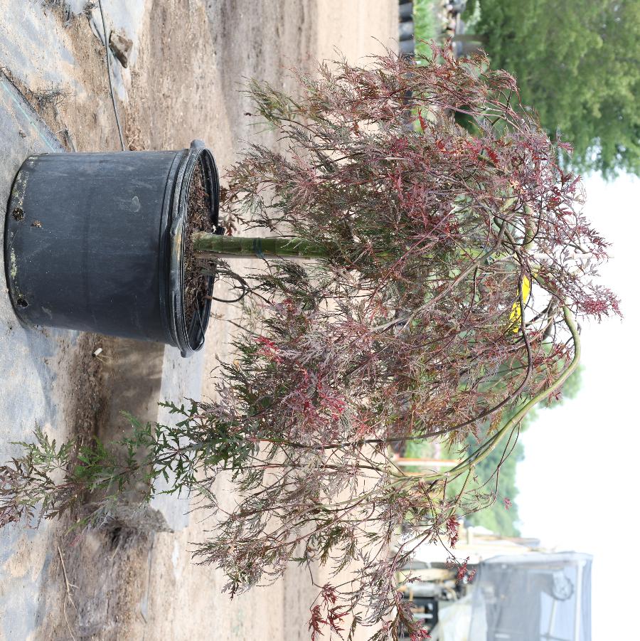 Acer palmatum var. dissectum Crimson Queen