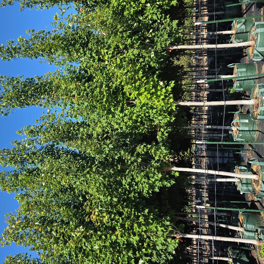 Acer rubrum Redpointe&reg;