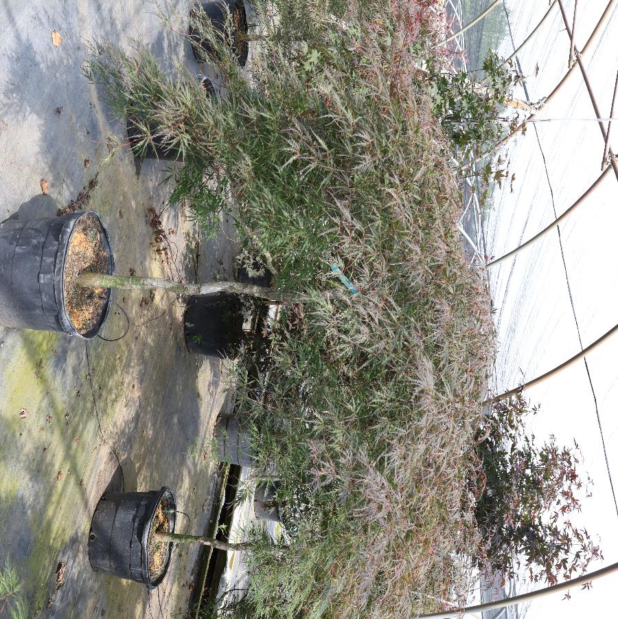 Acer palmatum var. dissectum Tamukeyama