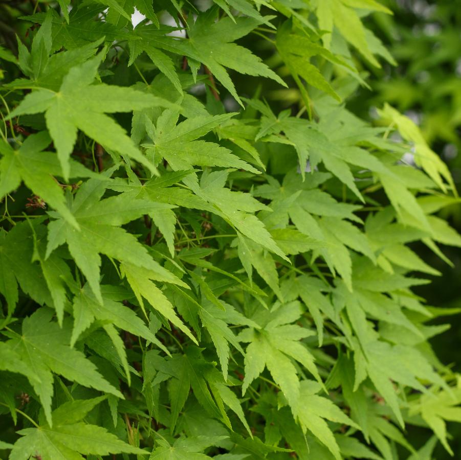 Acer palmatum Ryusen