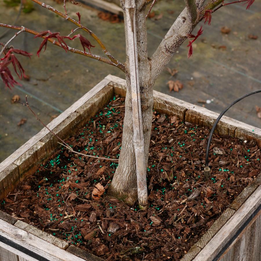Acer palmatum Fireglow