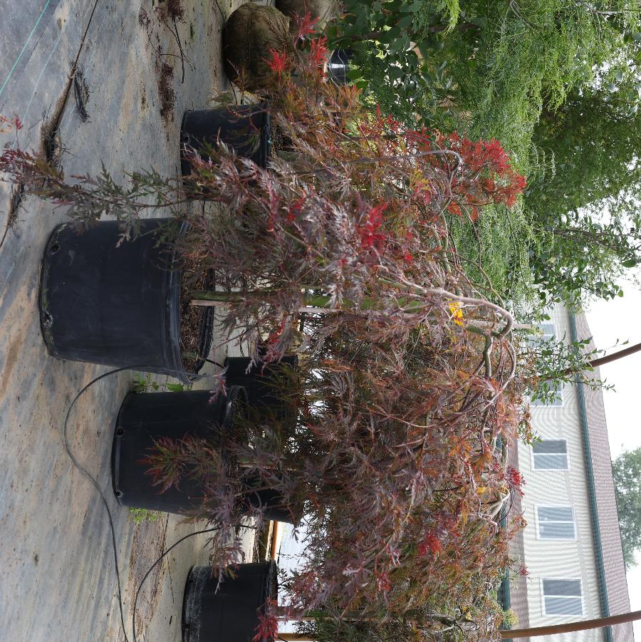 Acer palmatum var. dissectum Crimson Queen