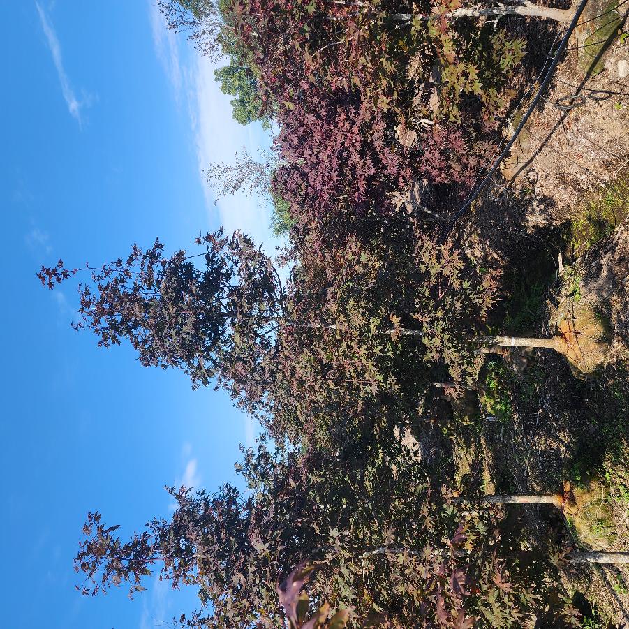 Acer palmatum var. atropurpureum Bloodgood