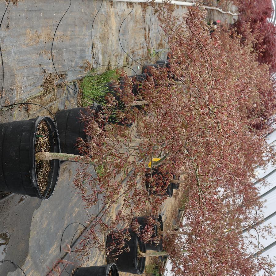 Acer palmatum var. dissectum Tamukeyama