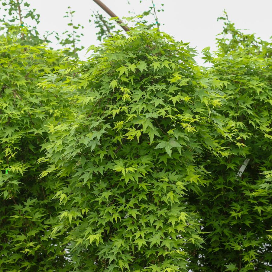 Acer palmatum Ryusen