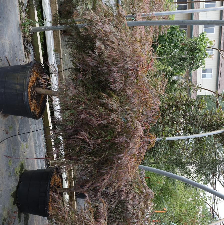 Acer palmatum var. dissectum Crimson Queen
