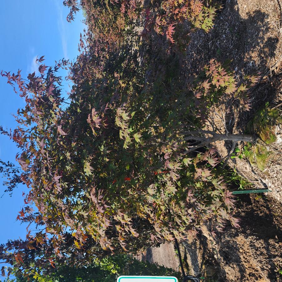 Acer palmatum var. atropurpureum Bloodgood