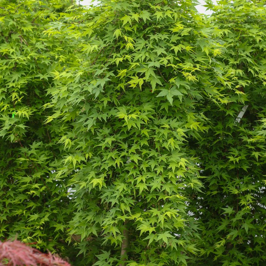 Acer palmatum Ryusen