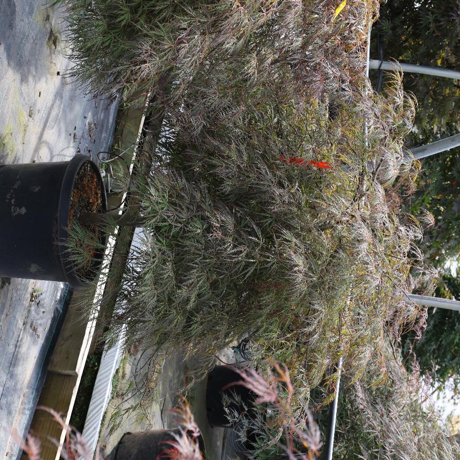 Acer palmatum var. dissectum Crimson Queen