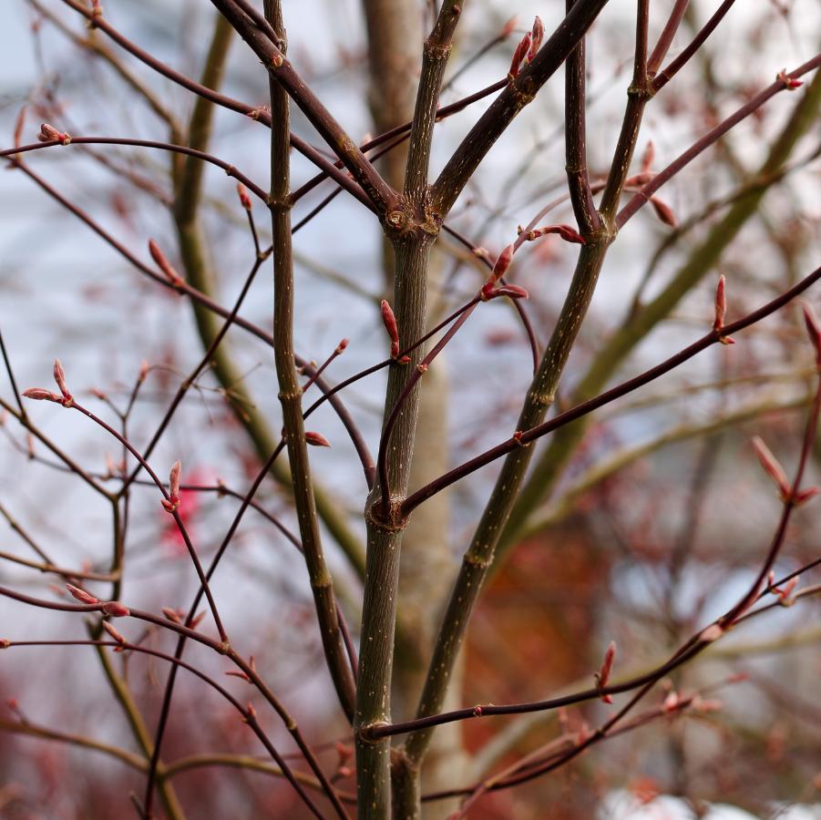Acer palmatum var. atropurpureum Bloodgood