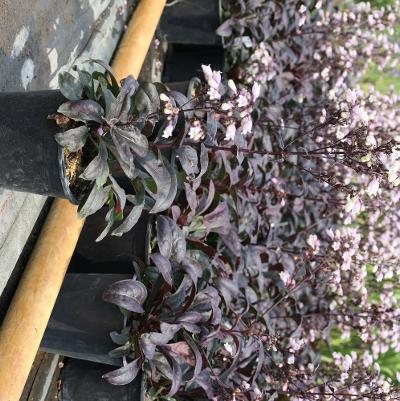 Ophiopogon planiscapus Black Beard