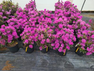 Rhododendron P.J.M.