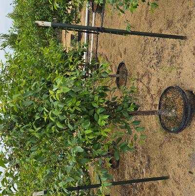 Prunus avium 'North Star'