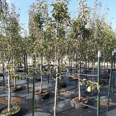 Pyrus Red Bartlett