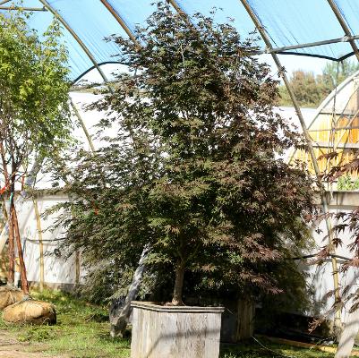 Acer palmatum Sherwood Flame