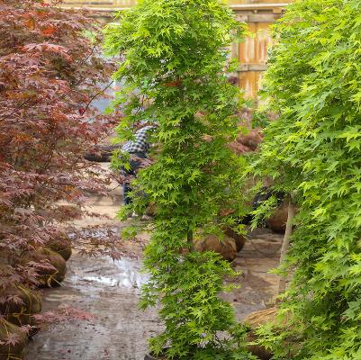 Acer palmatum Ryusen