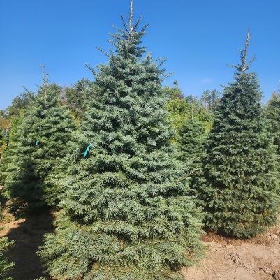 Abies concolor 