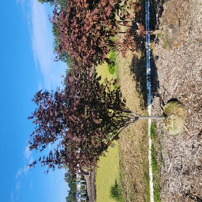 Acer palmatum Crimson Prince