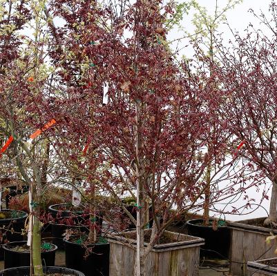 Acer palmatum Fireglow