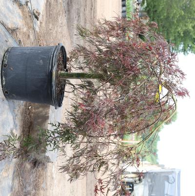 Acer palmatum var. dissectum Crimson Queen