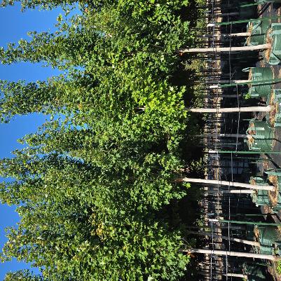 Acer rubrum Redpointe&reg;