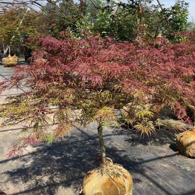 Acer palmatum var. dissectum Red Dragon