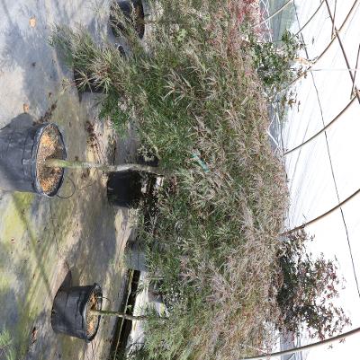 Acer palmatum var. dissectum Tamukeyama
